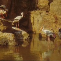 Water birds, Busch Gardens, Van Nuys, CA.