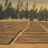 Drying peaches, Lankershim, CA.