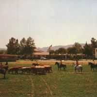 Cattle at Rancho San Antonio School for Boys, Chatsworth, CA.