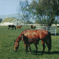 Northridge Farms, Northridge, CA.