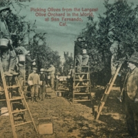 Workers picking olives from "the Largest Olive Orchard in the World", San Fernando, CA.