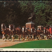 Budweiser Clydesdale 8-horse team exiting an ornamental gate, Busch Gardens, Van Nuys, CA.