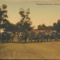 Shipping walnuts, Lankershim, CA.