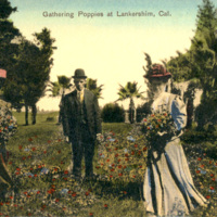 People gathering poppies, Lankershim, CA.