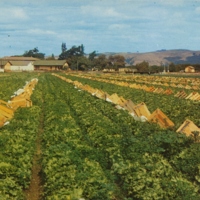 The finest lettuce in the world, San Fernando Valley, CA.