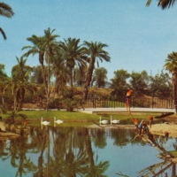 Palm Island, Busch Gardens, Van Nuys, CA.