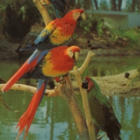 Macaws, Busch Gardens, Van Nuys, CA.