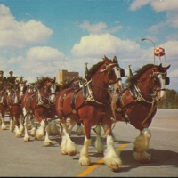  Budweiser Clydesdale 8-horse team at Busch Gardens, Van Nuys, CA.