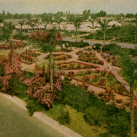 Aerial view of the Rose Garden at Germain's Nursery, Van Nuys, CA.