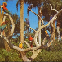 Macaws in the Parrot Tree, Busch Gardens, Van Nuys, CA.